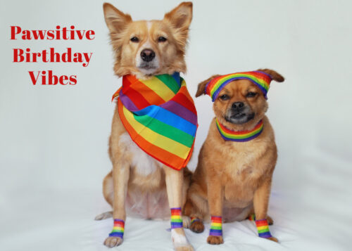 Pawsitive Birthday Vibes